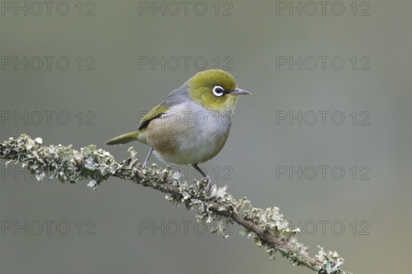 Silvereye (Zosterops lateralis) perched on a branch, Victoria, Australia, Oceania
