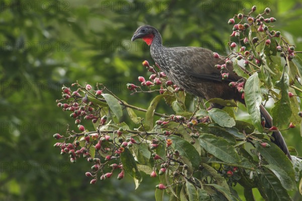 Cauca Guan (Penelope perspicax) perched on a branch in the mountains of Colombia, South America
