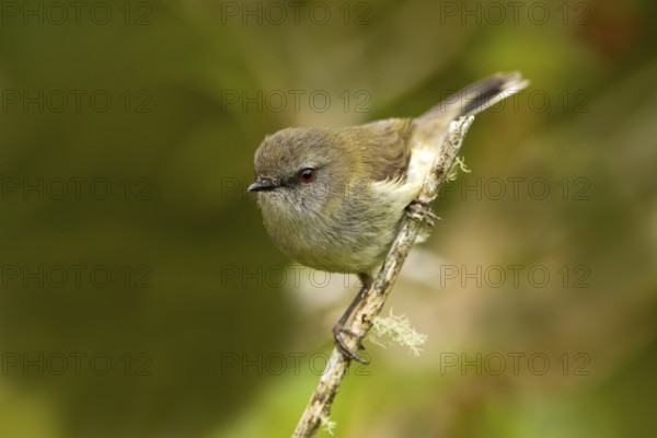 Grey Gerygone (Gerygone igata), New Zealand, Oceania