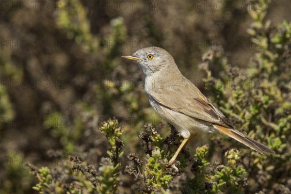 Asian Desert Warbler - Wüstengrasmücke - Sylvia nana, Oman, Asia
