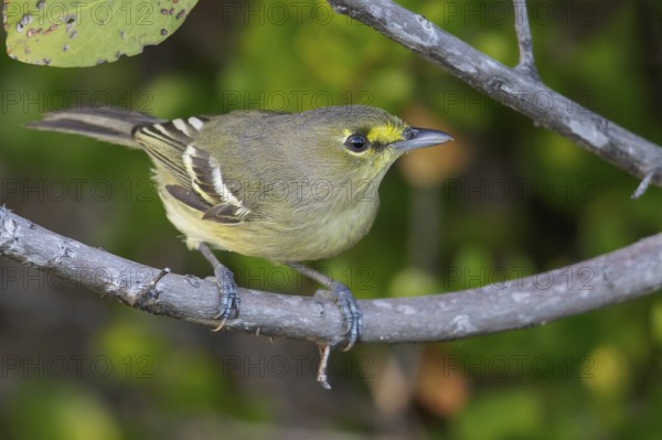 Thick-billed Vireo (Vireo crassirostris) perched on a branch in Cuba
