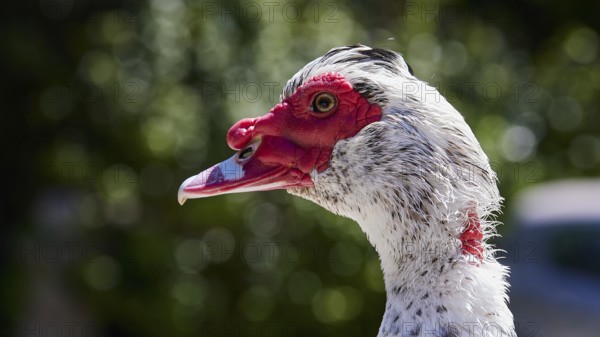 Portrait of a Warty Duck (Phacocherus) with striking red and white colouring, Rodini Park, Municipal Park, Rhodes Town, Rhodes, Dodecanese, Greek Islands, Greece, Europe