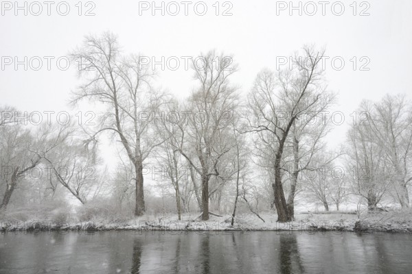 Winter landscape by a river, willows (Salix) on the bank in heavy snowfall, North Rhine-Westphalia, Germany, Europe