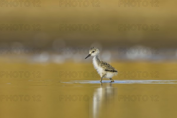 Black-winged Stilt (Himantopus himantopus) chick foraging, North Rhine-Westphalia, Germany, Europe
