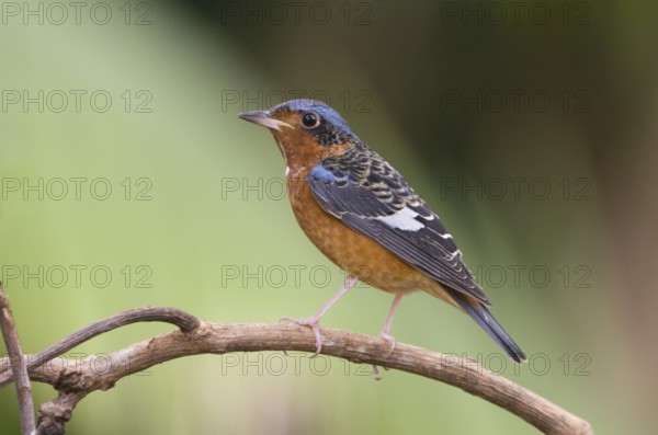 White-throated Rock Thrush (Monticola gularis), Khao Yai National Park, Thailand, Asia