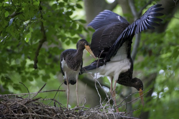 Black Stork (Ciconia nigra) nest, Saxony, Germany, Europe