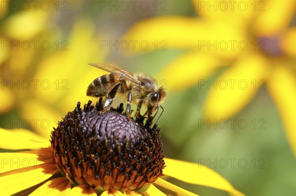 European honey bee (Apis mellifera), collecting nectar from a yellow coneflower (Echinacea paradoxa), Wilnsdorf, North Rhine-Westphalia, Germany, Europe