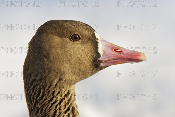 Greater White-fronted Goose (Anser albifrons), Brandenburg, Germany, Europe