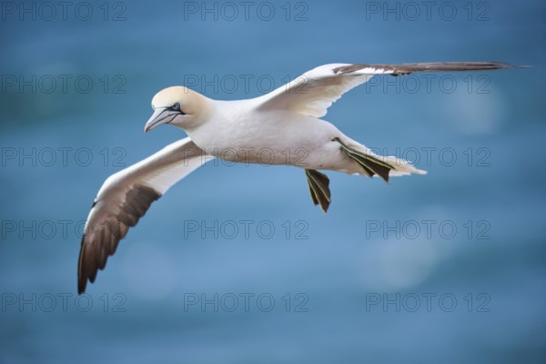 Northern gannet (Morus bassanus) flying over the sea, wildlife, Helgoland, Germany, Europe