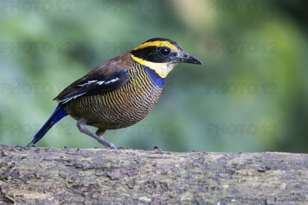 Javan Banded Pitta (Hydrornis guajanus) male, Bali, Indonesia, Asia