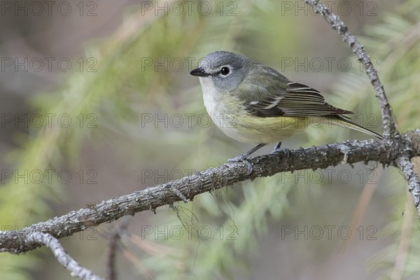 Cassin's Vireo (Vireo cassinii) perched on a branch in British Columbia, Canada, North America