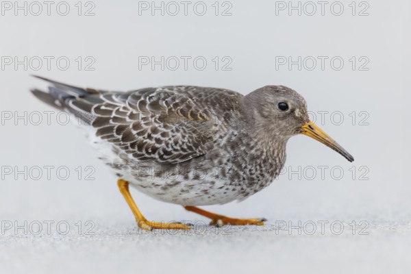 Meerstrandläufer, Calidris maritima Purple Sandpiper, Calidris maritima