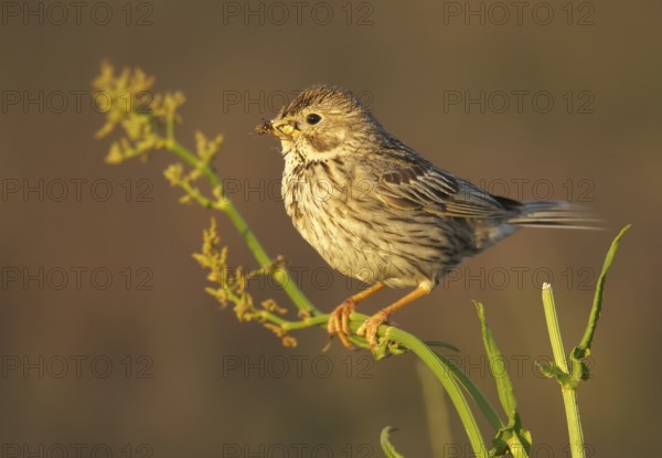 Corn Bunting (Emberiza calandra), Mecklenburg-Western Pomerania, Germany, Europe