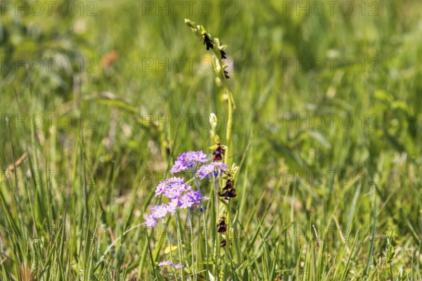 Fly orchid (Ophrys insectifera) and Bird's-eye primrose (Primula farinosa) flowering on a sunny meadow