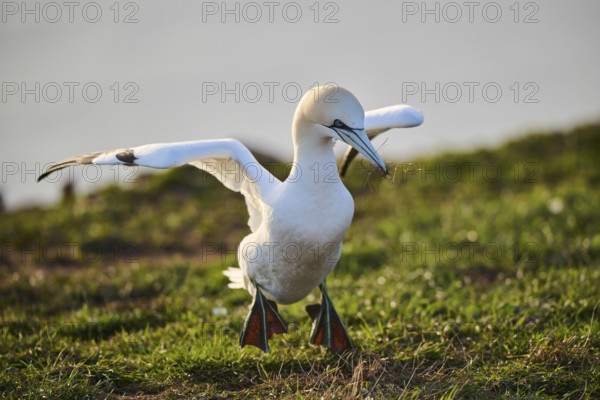 Northern gannet (Morus bassanus) walking on the cliff with the sea in the background, wildlife, Helgoland, Germany, Europe