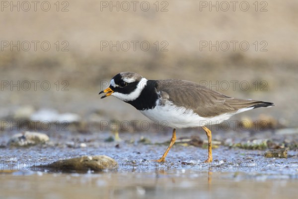 Common Ringed Plover (Charadrius hiaticula) foraging, North Rhine-Westphalia, Germany, Europe