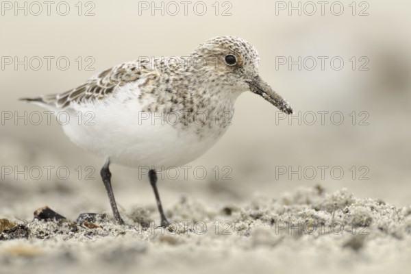 Sanderling (Calidris alba), Germany, Europe