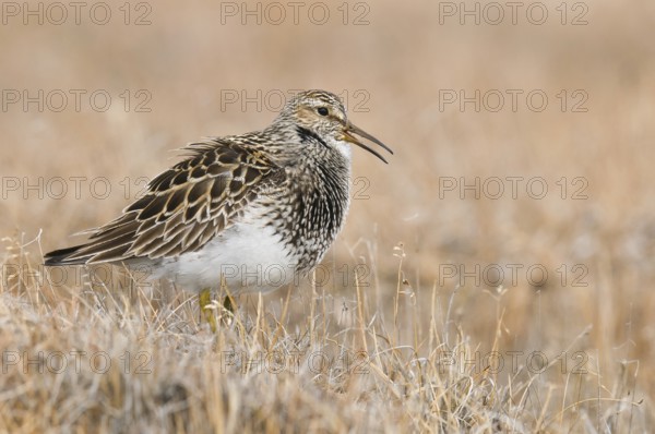 Pectoral Sandpiper (Calidris melanotos), Alaska, USA, North America