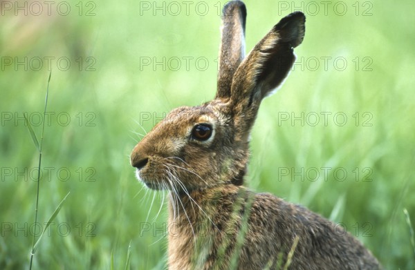 European brown hare (Lepus europaeus) sitting securely in the grass of a meadow, North Rhine-Westphalia, Germany, Europe