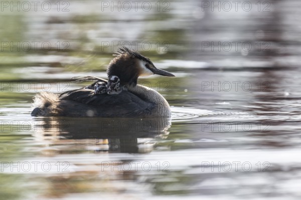 Great Crested Grebe (Podiceps Scalloped ribbonfish) with juveniles, Emsland, Lower Saxony, Germany, Europe