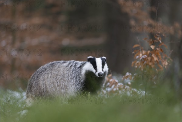 Badger (Meles meles), Czech Republic, Europe