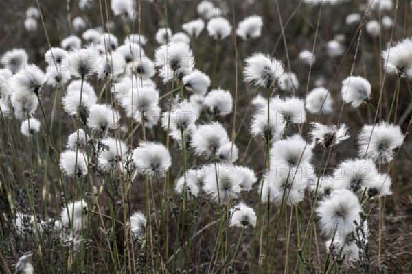 Sheath cottongrass (Eriophorum vaginatum) in the moor, Emsland, Lower Saxony, Germany, Europe
