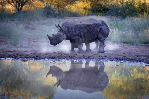 Rhinoceros in Pilanesberg NP, South Africa. White rhinoceros, Ceratotherium simum, big animal in the African nature, near the water. Wildlife scene from Africa. Rhino in the forest habitat