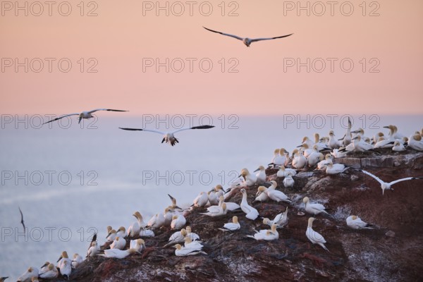 Northern gannet (Morus bassanus) flying over the colony on the cliffs at sunset, wildlife, Helgoland, Germany, Europe