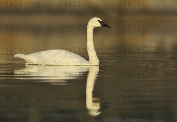 Trumpeter Swan (Cygnus buccinator), British Columbia, Canada, North America