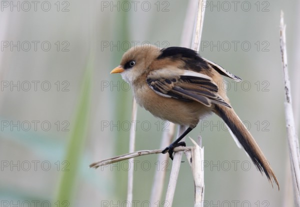 Bearded Reedling (Panurus biarmicus), Mecklenburg-Western, Pomerania, Germany, Europe