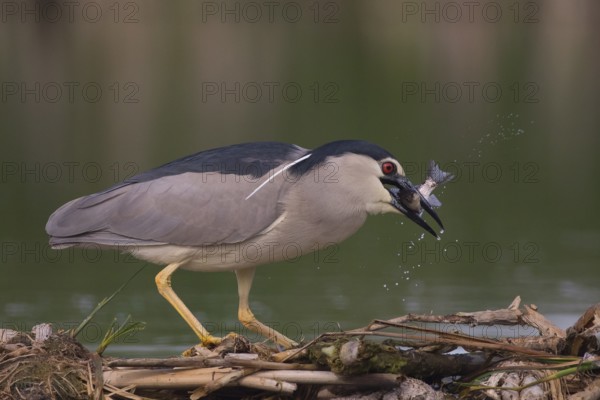 Black-crowned Night Heron (Nycticorax nycticorax) with fish prey in beak, Subotica, Serbia, Europe