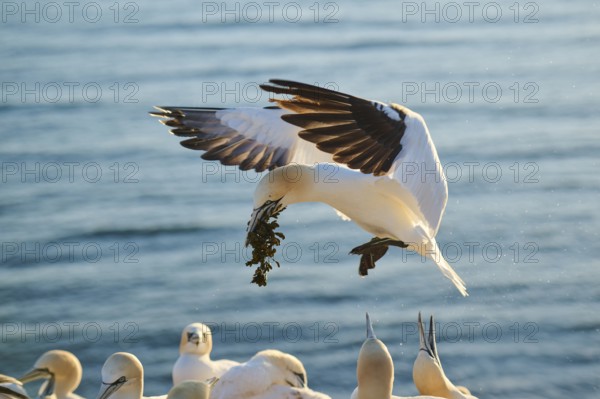 Northern gannet (Morus bassanus) flying over the sea with rivet material in the beakat sunset, landing, wildlife, Helgoland, Germany, Europe