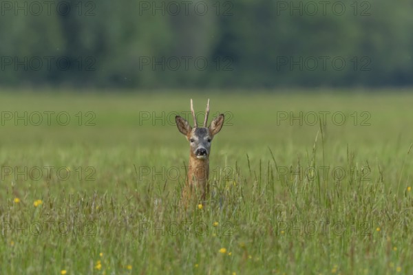 A graceful roe deer stands in a sunlit field, its gaze direct and curious, capturing a peaceful wildlife moment. Bas Rhin, Alsace, France, Europe