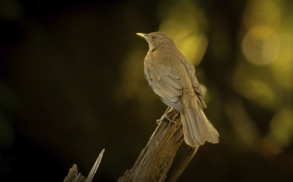 Gilbdrossel oder Schlichtdrossel (Turdus grayi)
