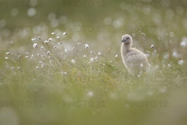 Great Skua (Stercorarius skua) chick perched in field, Dovrefjell, Norway, Europe