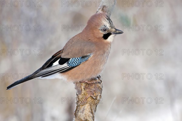 Eurasian Jay (Garrulus glandarius), Saxony-Anhalt, Germany, Europe