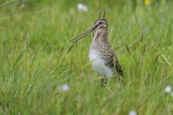 Common Snipe (Gallinago gallinago), Lower Saxony, Germany, Europe