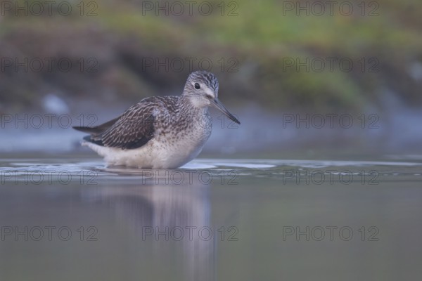 Common Greenshank (Tringa nebularia), North Rhine-Westphalia, Germany, Europe