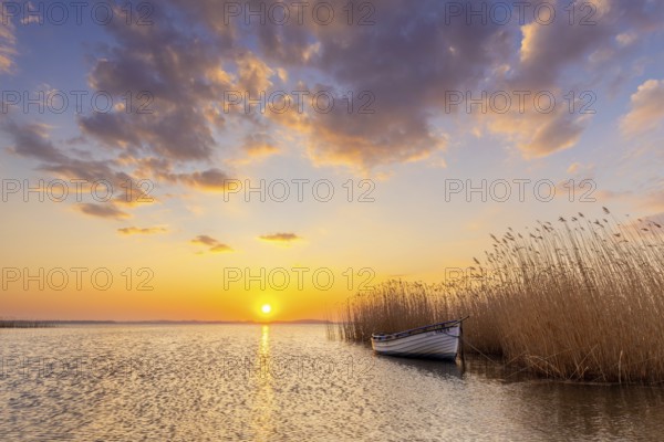Rowing boat, rowboat along reed bed at sunset near Warthe, Rankwitz at the Lieper Winkel on the island of Usedom, Mecklenburg-Vorpommern, Germany, Europe