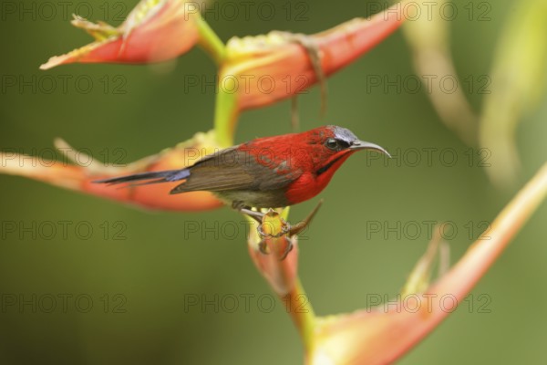 Crimson Sunbird (Aethopyga siparaja) male, Singapore, Asia