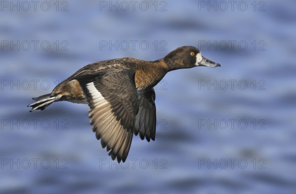 Lesser Scaup (Aythya affinis) female, British Columbia, Canada, North America