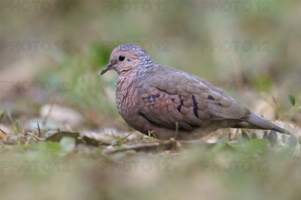 Common Ground Dove (Columbina passerina) perched on the ground in Cuba