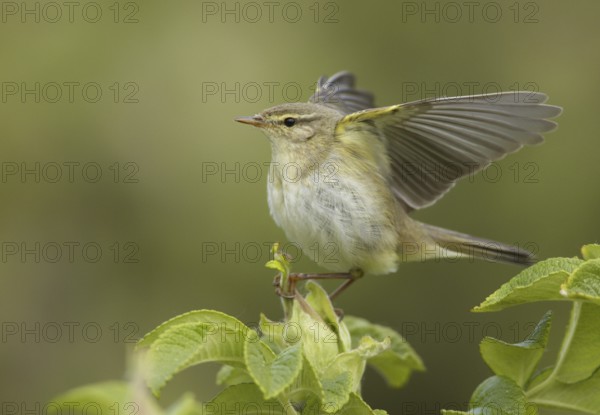 Willow Warbler (Phylloscopus trochilus), Schleswig-Holstein, Germany, Europe