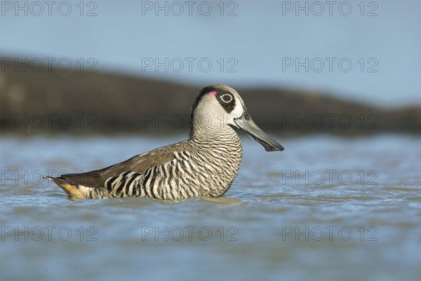 Pink-eared Duck (Malacorhynchus membranaceus), Victoria, Australia, Oceania