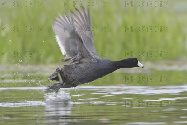American Coot (Fulica americana) flying, British Columbia, Canada, North America
