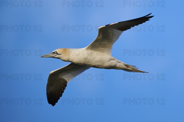 Northern gannet (Morus bassanus) flying in the sky at sunset, wildlife, Helgoland, Germany, Europe