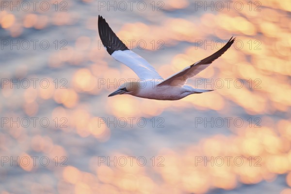 Northern gannet (Morus bassanus) flying over the sea at sunset, wildlife, Helgoland, Germany, Europe