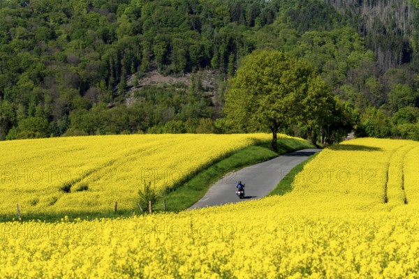Motorbike on a small country road through rapeseed fields in full bloom, spring in Elfringhauser Schweiz, hilly landscape south of the Ruhr here near Hattingen-Elfringhausen, transition to the Bergisches Land, North Rhine-Westphalia, Germany, Europe
