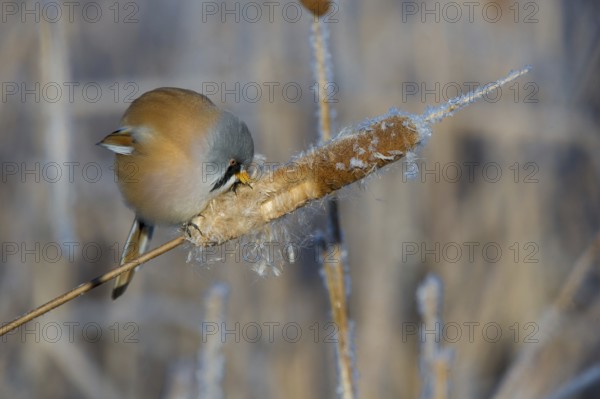 Bearded Reedling (Panurus biarmicus) male feeding on cattail seed, Thuringia, Germany, Europe