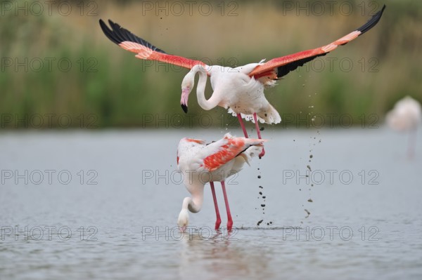 Rosaflamingo (Phoenicopterus ruber) Greater Flamingo